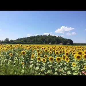 Meet your Posher, Sumflowegirll